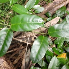 Marsdenia flavescens (Hairy Milk Vine) at Yatte Yattah, NSW - 8 Feb 2024 by plants