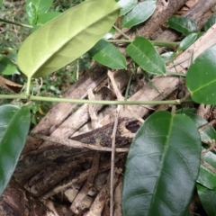 Leichhardtia flavescens at Yatteyattah Nature Reserve - 9 Feb 2024