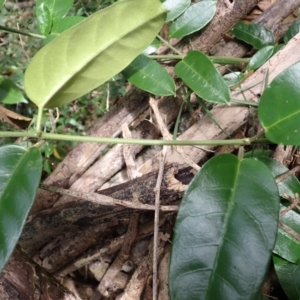 Leichhardtia flavescens at Yatteyattah Nature Reserve - 9 Feb 2024