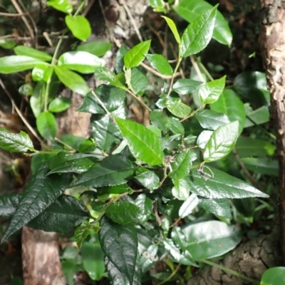 Streblus brunonianus (Whalebone Tree, White Handlewood) at Yatte Yattah, NSW - 8 Feb 2024 by plants