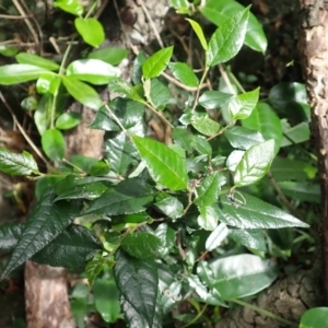 Streblus brunonianus at Yatteyattah Nature Reserve - 9 Feb 2024