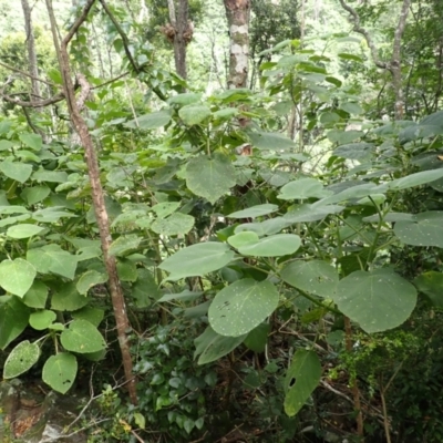 Dendrocnide excelsa (Stinging Tree) at Yatte Yattah, NSW - 8 Feb 2024 by plants