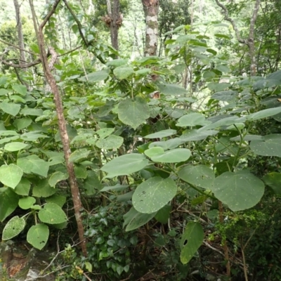 Dendrocnide excelsa (Stinging Tree) at Yatteyattah Nature Reserve - 8 Feb 2024 by plants