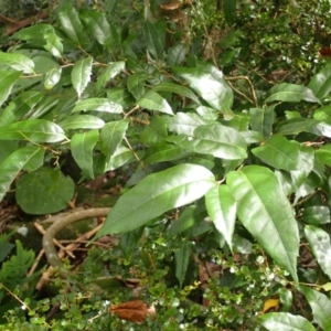 Trophis scandens subsp. scandens at suppressed - suppressed