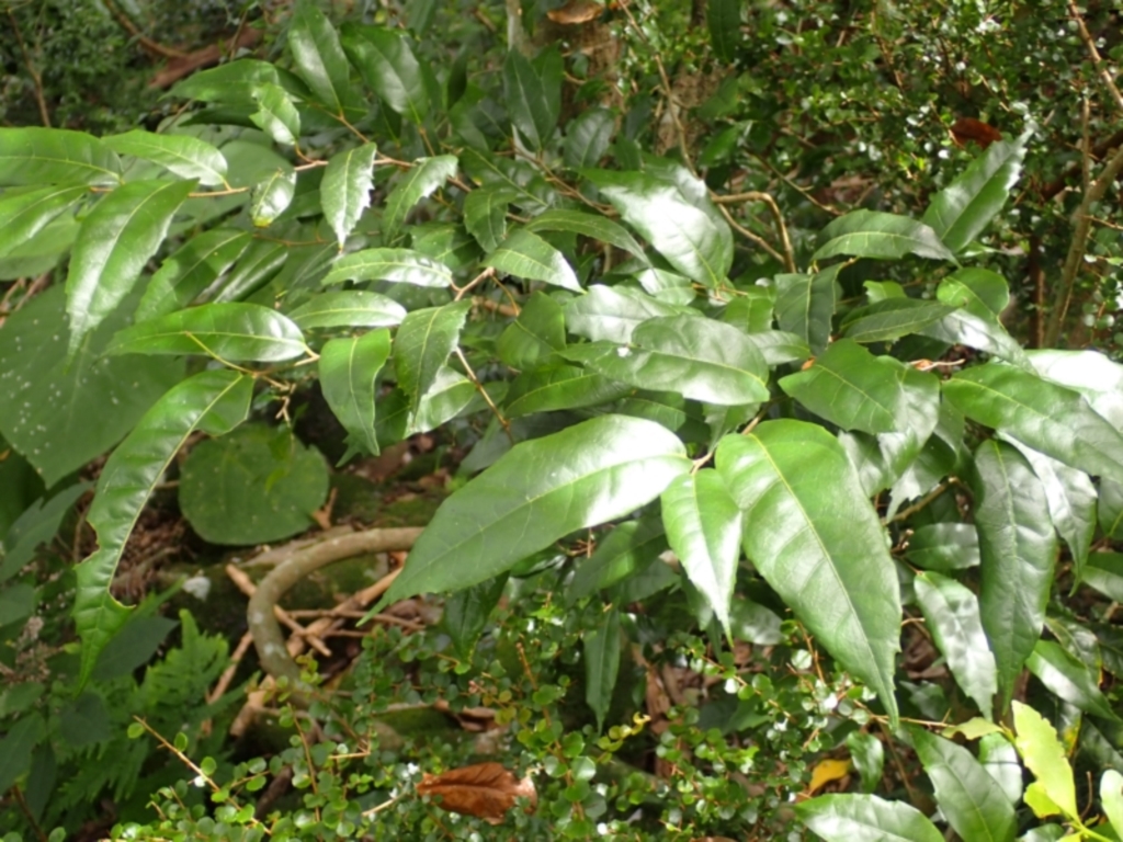 Trophis scandens subsp. scandens at suppressed - 9 Feb 2024