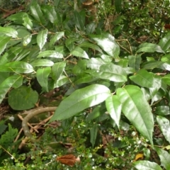 Trophis scandens subsp. scandens (Burny Vine) at Morton National Park - 8 Feb 2024 by plants