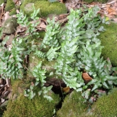 Arthropteris tenella (Climbing Fern) at Endrick, NSW - 9 Feb 2024 by plants