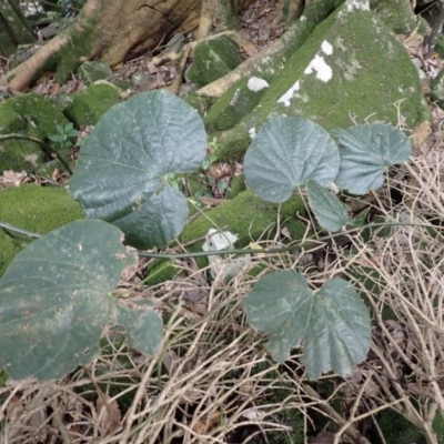 Legnephora moorei (Round-leaf Vine, Big-leaf Vine) at Morton National Park - 8 Feb 2024 by plants