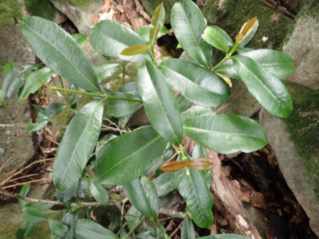 Baloghia inophylla at Morton National Park - 9 Feb 2024