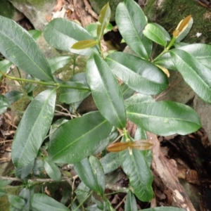 Baloghia inophylla at Morton National Park - 9 Feb 2024