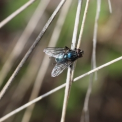 Onesia sp. (genus) (A blow fly) at Lyons, ACT - 20 Oct 2020 by ran452