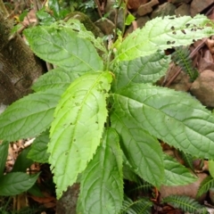 Ehretia acuminata var. acuminata (Koda) at Endrick, NSW - 9 Feb 2024 by plants