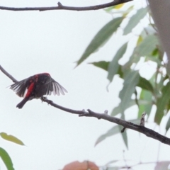 Myzomela sanguinolenta (Scarlet Honeyeater) at Wollondilly Local Government Area - 8 Feb 2024 by Freebird