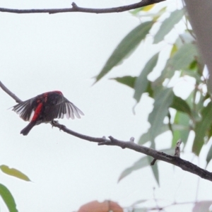 Myzomela sanguinolenta at Wollondilly Local Government Area - 8 Feb 2024