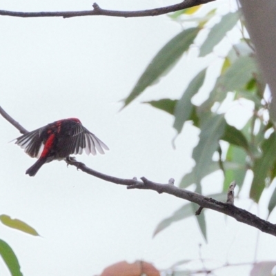 Myzomela sanguinolenta (Scarlet Honeyeater) at Dharawal National Park - 8 Feb 2024 by Freebird