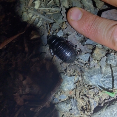 Panesthia australis (Common wood cockroach) at Hydes Creek, NSW - 9 Feb 2024 by NJ