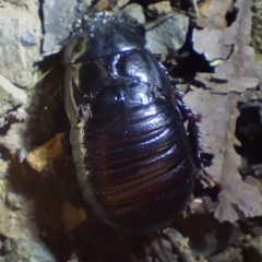 Panesthia australis at Hydes Creek, NSW - 9 Feb 2024 09:48 PM