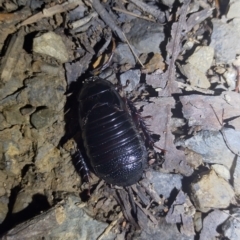 Panesthia australis at Hydes Creek, NSW - 9 Feb 2024