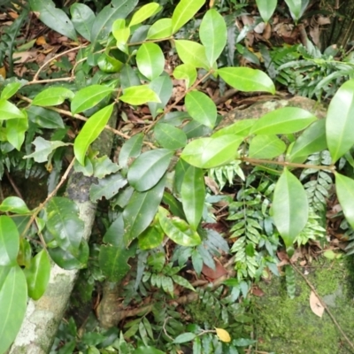 Syzygium australe (Brush Cherry) at Yatte Yattah, NSW - 8 Feb 2024 by plants