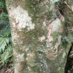 Syzygium australe at Yatteyattah Nature Reserve - 9 Feb 2024 10:15 AM