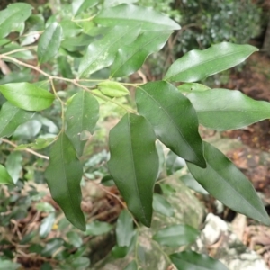 Diospyros pentamera at Morton National Park - 9 Feb 2024