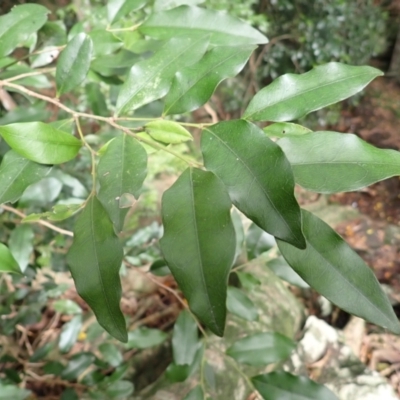 Diospyros pentamera (Myrtle Ebony) at Endrick, NSW - 9 Feb 2024 by plants