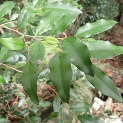 Diospyros pentamera (Myrtle Ebony) at Endrick, NSW - 8 Feb 2024 by plants