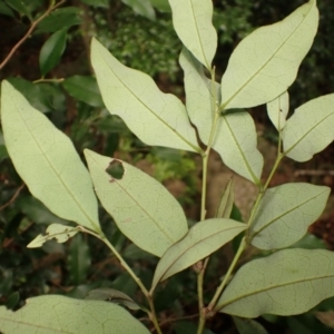 Diospyros pentamera at Morton National Park - 9 Feb 2024