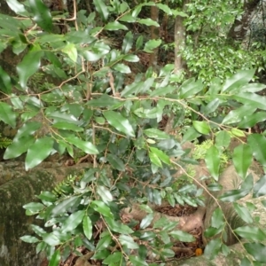 Diospyros pentamera at Morton National Park - 9 Feb 2024