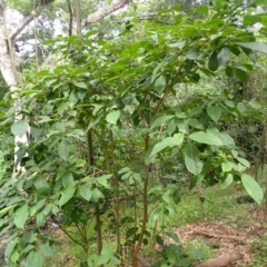 Clerodendrum tomentosum (Hairy Clerodendrum) at Endrick, NSW - 8 Feb 2024 by plants