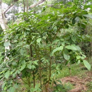 Clerodendrum tomentosum at Morton National Park - 9 Feb 2024 10:25 AM