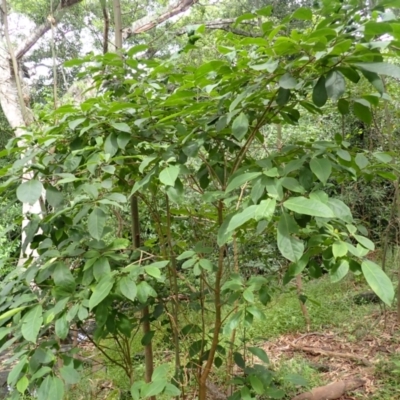 Clerodendrum tomentosum (Hairy Clerodendrum) at Morton National Park - 8 Feb 2024 by plants