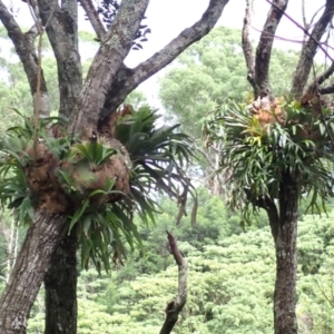 Platycerium bifurcatum at Yatteyattah Nature Reserve - 9 Feb 2024