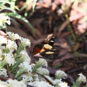 Vanessa itea at Lyons, ACT - 28 Oct 2020