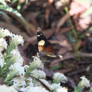 Vanessa itea at Lyons, ACT - 28 Oct 2020