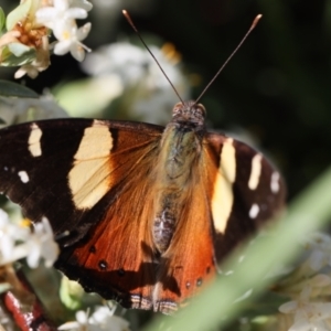 Vanessa itea at Lyons, ACT - 28 Oct 2020