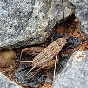 Bobilla aff. victoriae at Whitlam, ACT - 10 Feb 2024