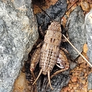 Bobilla aff. victoriae at Whitlam, ACT - 10 Feb 2024