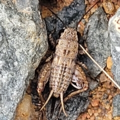 Bobilla aff. victoriae at Whitlam, ACT - 10 Feb 2024