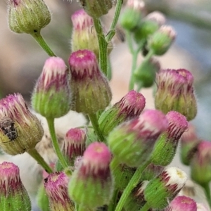 Erigeron bonariensis at Whitlam, ACT - 10 Feb 2024 01:01 PM