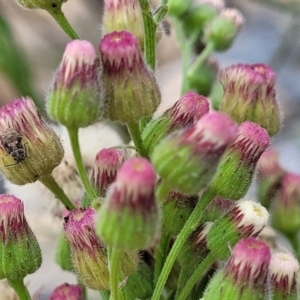 Erigeron bonariensis at Whitlam, ACT - 10 Feb 2024 01:01 PM