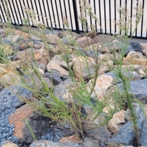 Erigeron bonariensis at Whitlam, ACT - 10 Feb 2024 01:01 PM