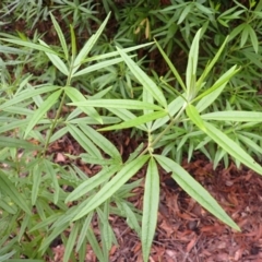 Zieria caducibracteata (Large-bracted Zieria) at Morton National Park - 8 Feb 2024 by plants