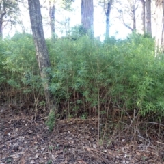 Zieria caducibracteata at Morton National Park - 9 Feb 2024