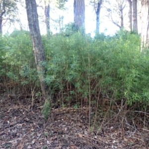 Zieria caducibracteata at Morton National Park - 9 Feb 2024