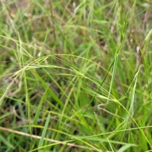 Microlaena stipoides at Whitlam, ACT - 10 Feb 2024