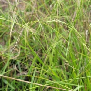 Microlaena stipoides at Whitlam, ACT - 10 Feb 2024 12:57 PM