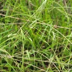 Microlaena stipoides at Whitlam, ACT - 10 Feb 2024 12:57 PM