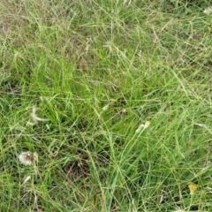 Microlaena stipoides at Whitlam, ACT - 10 Feb 2024 12:57 PM