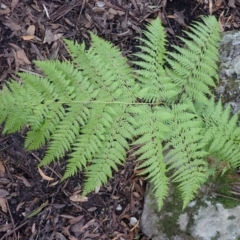 Calochlaena dubia (Rainbow Fern) at Morton National Park - 8 Feb 2024 by plants